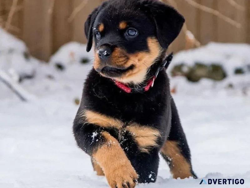 Rottweiler puppies in search of ne and forever loving homes