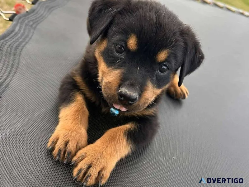 Rottweiler puppies for adoption