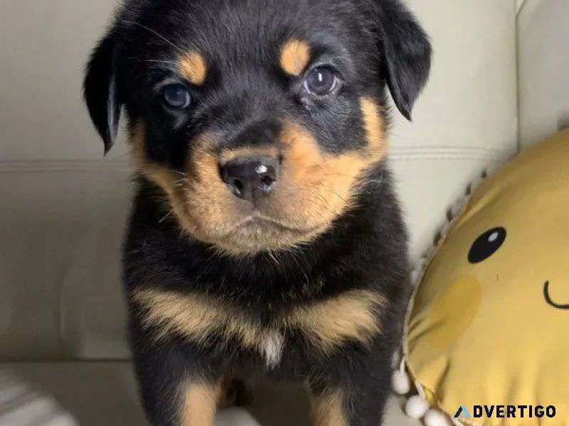 Rottweiler puppies currently available on adoption