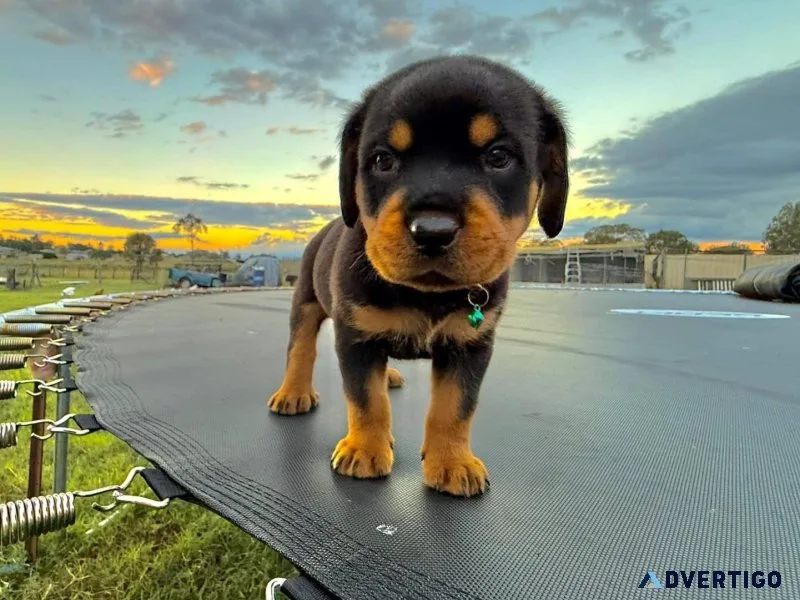 Akc reg rottweiler puppies available for loving families