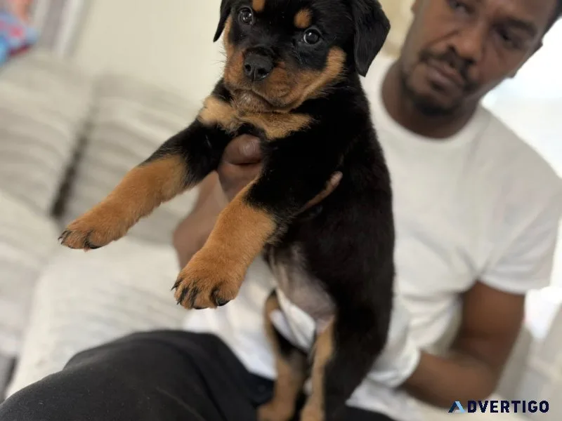 Adorable rottweiler puppies for adoption