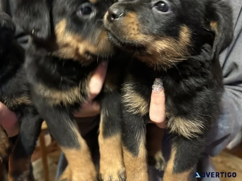 Amazing home raised rottweiler puppies ready now