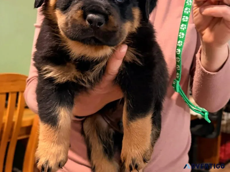 Meet this cute 14 week old rottweiler puppies ready now