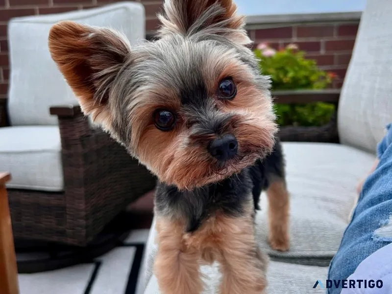 Adorable 1year old sammy