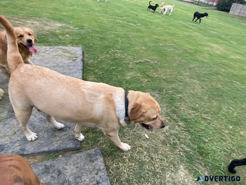 Dog play school services outdoor activities safe space