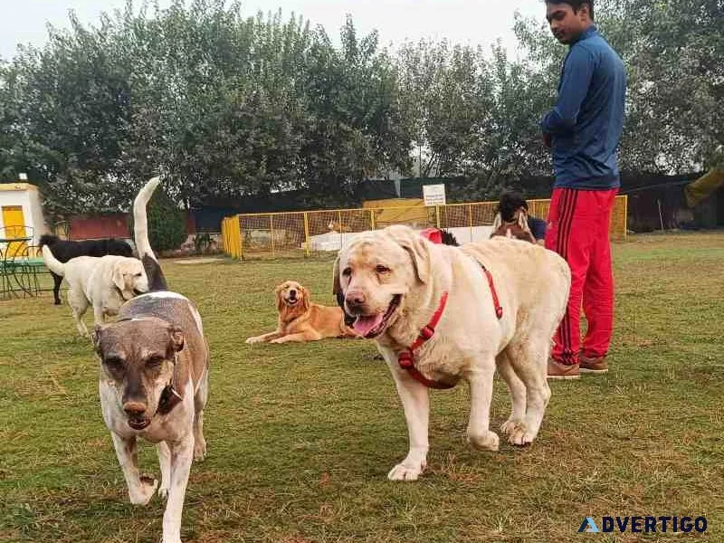 Kennel free dog boarding in gurgaon group play comfortable r