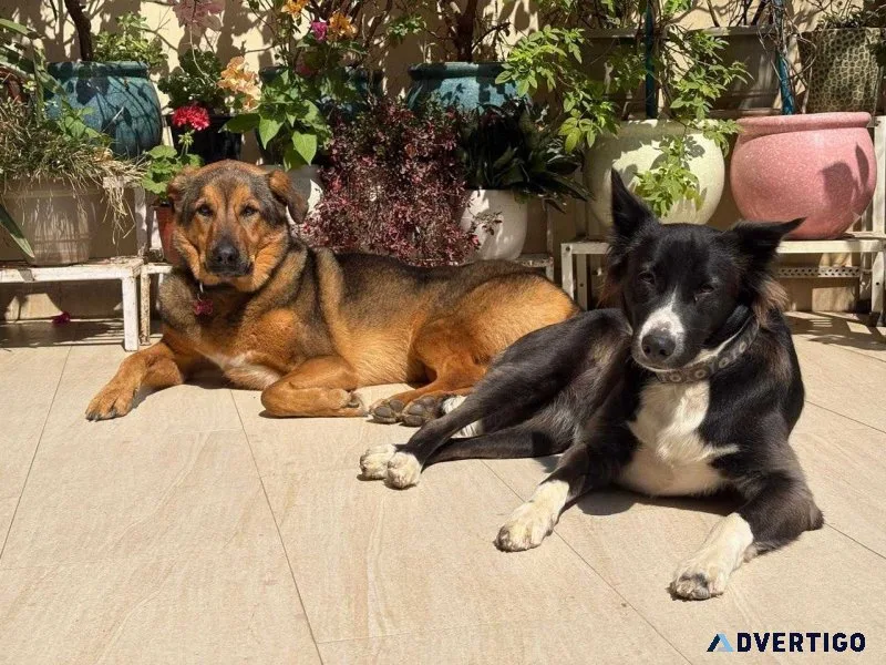 Safe dog boarding in gurgaon no kennels large rooms ac