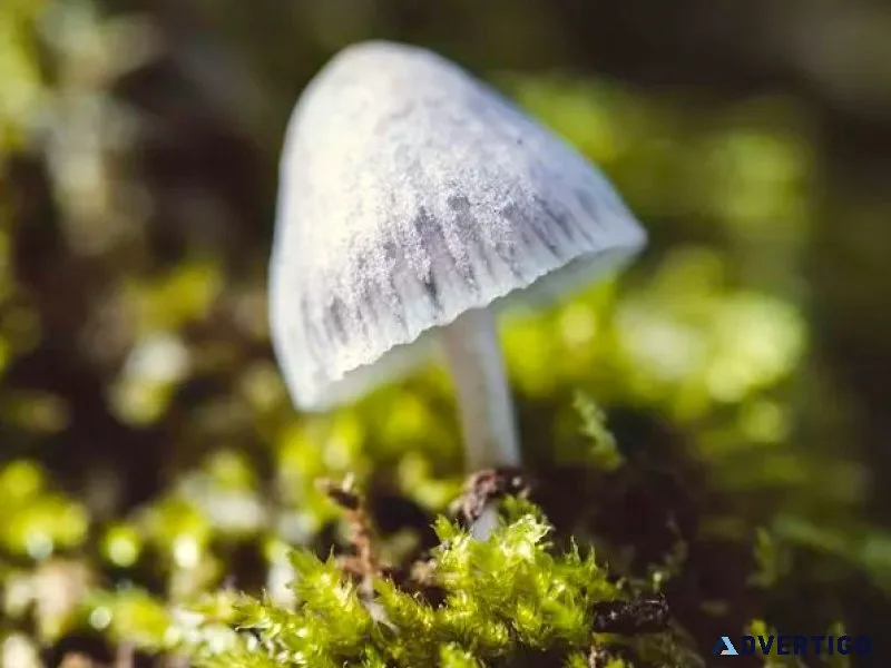 Texas ghost mushroom spores for mycology research use