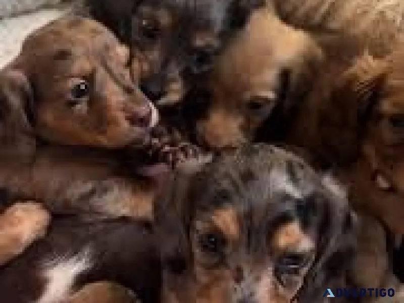Dachshund puppies for sale