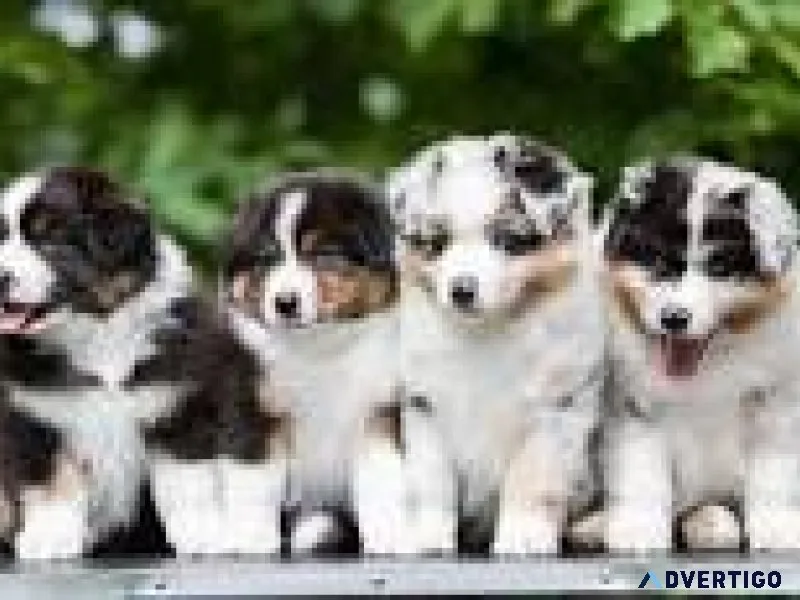 Australian shepherd puppies for sale