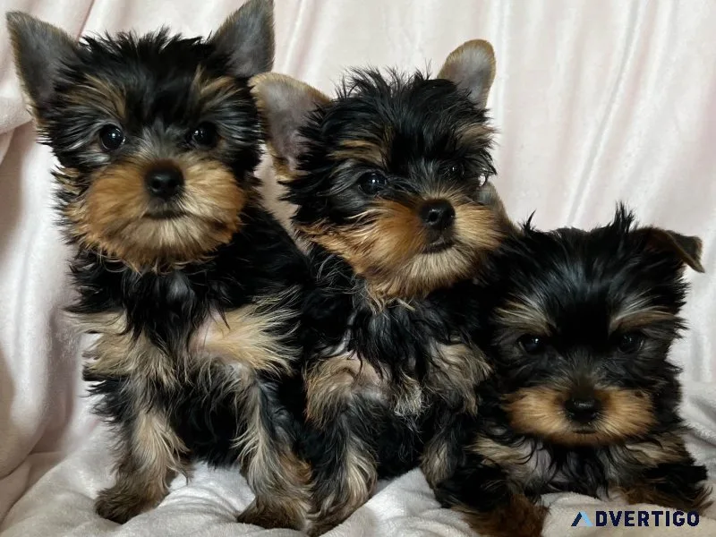 Adorable yorkshire terrier puppies for sale