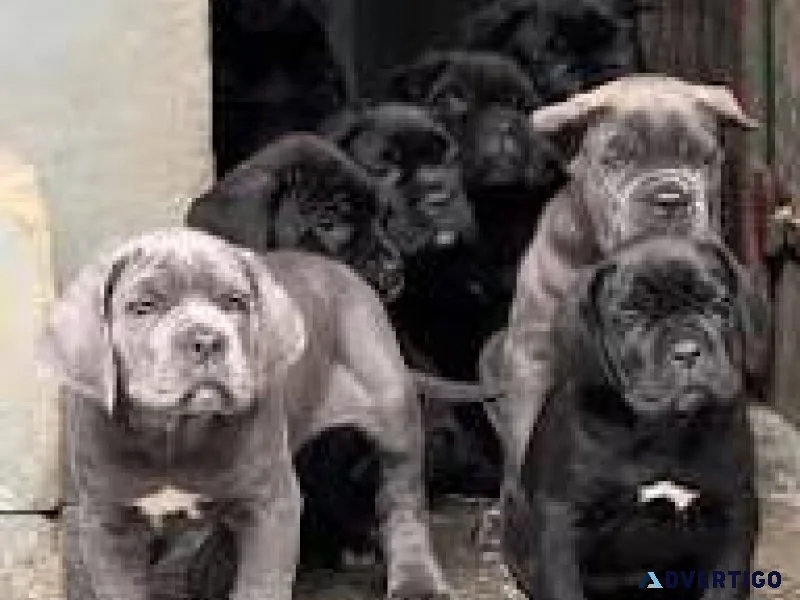 Cane corso puppies for sale