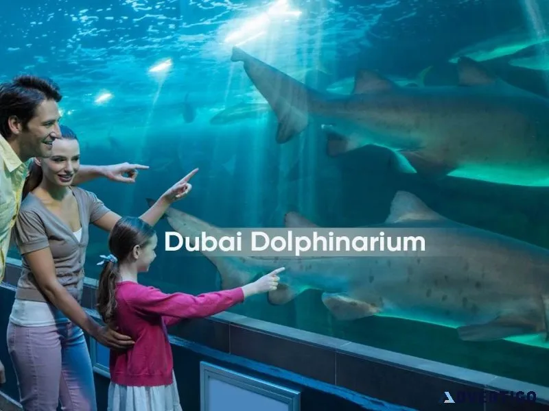 Dubai dolphinarium tickets timings prices visitor guide