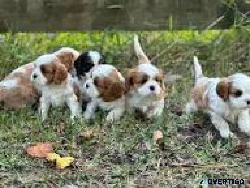 Cavalier king charles spaniel puppies for sale