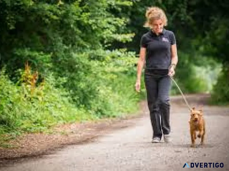 Dog walking boarding in kensington hammersmith