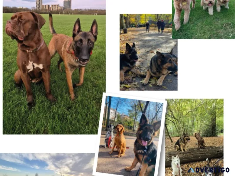 Best dog walking professional dog walking service trusted do