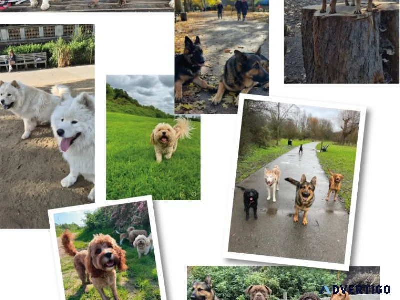 Trusted professional dog boarding best dog boarding in london
