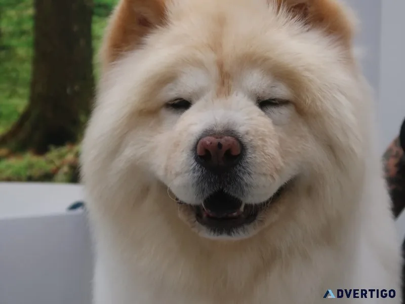 Top rated dog grooming packages in north hollywood usa