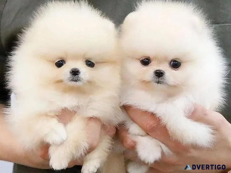 We offer a new litter of pomeranian puppies