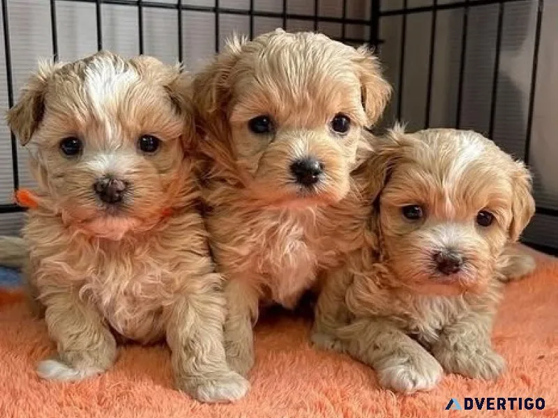 Maltipoo puppies