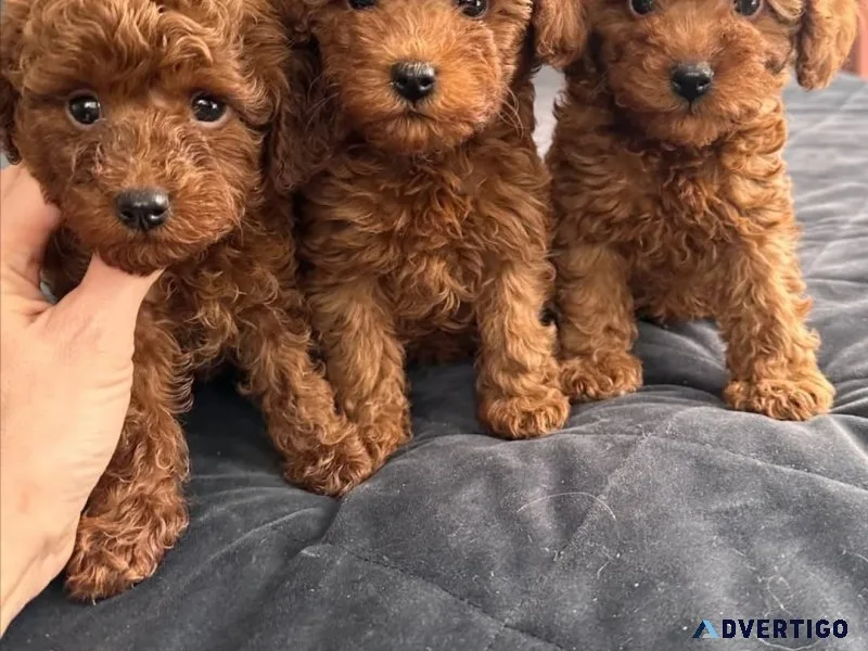 Beautiful toy poodle puppies available