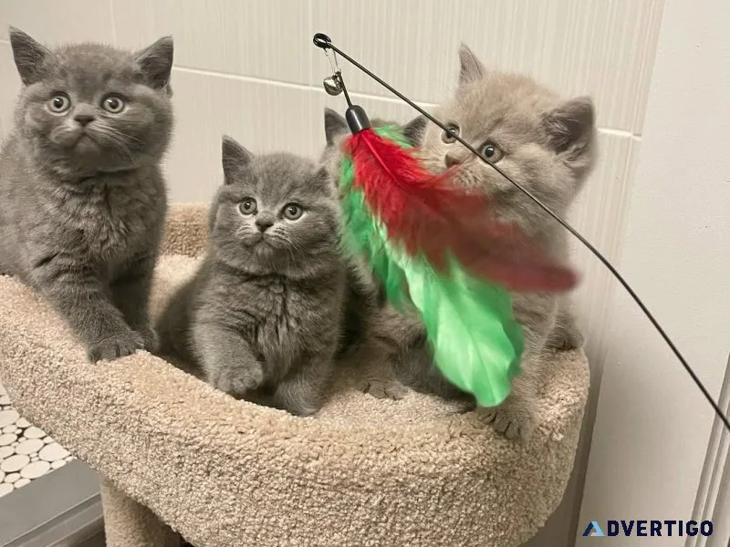 Beautiful shorthair kittens