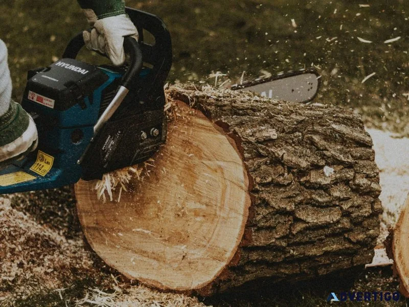Professional tree removal services safe efficient tree cutti