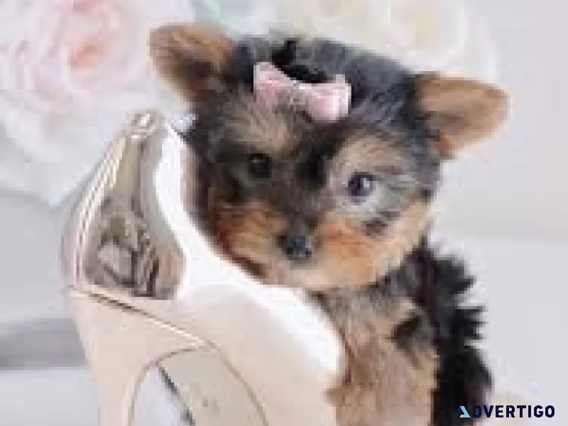 Yorkshire terrier puppies plus supplies