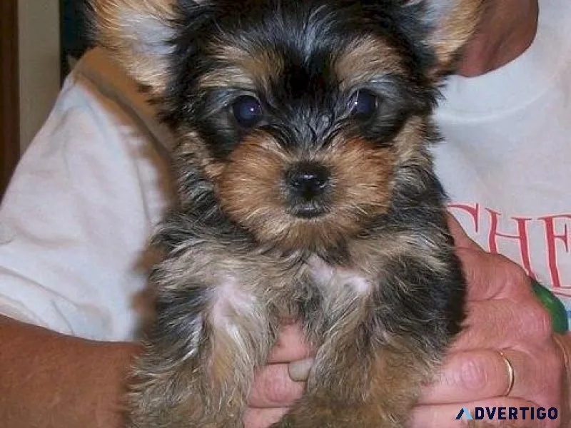 Beautiful male yorkie puppy