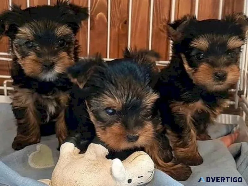Perfect male and female yorkie