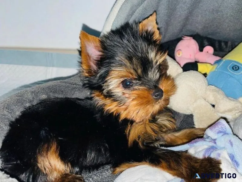 Super tiny teacup male yorkie puppy