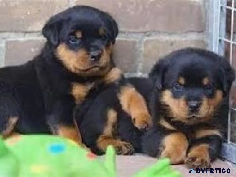 Qualitt rottweiler welpen hündin mit papieren