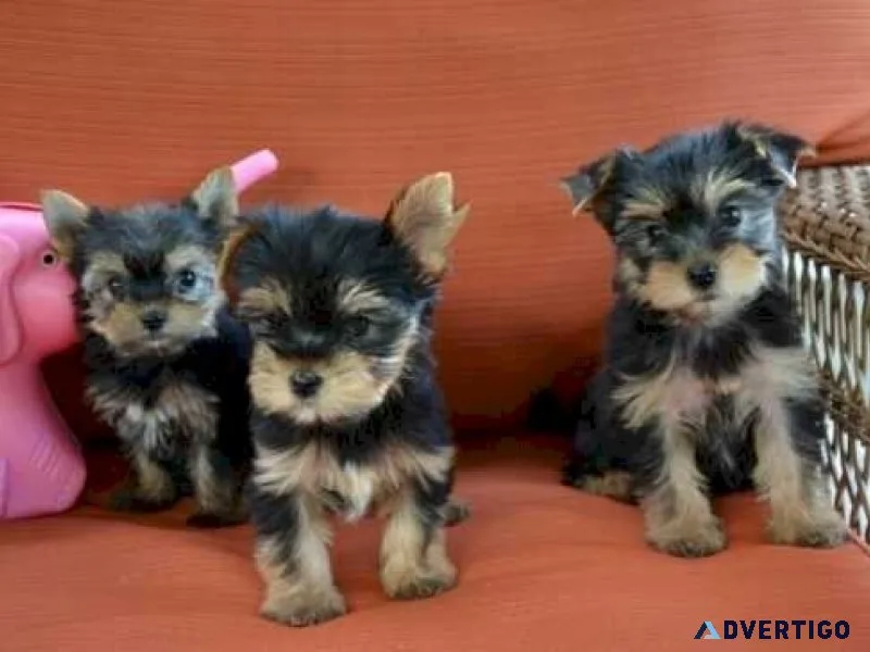 Teacup yorkie for adoption