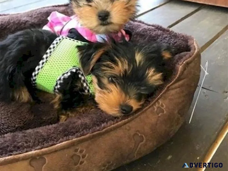 Adorable male and female teacup yorkie puppy available