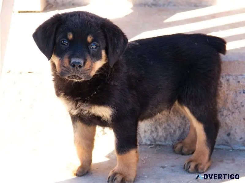 Wunderschöne rottweilerwelpenm