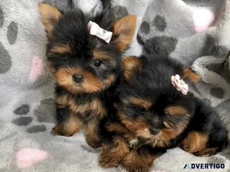 Gorgeous teacup yorkie puppies