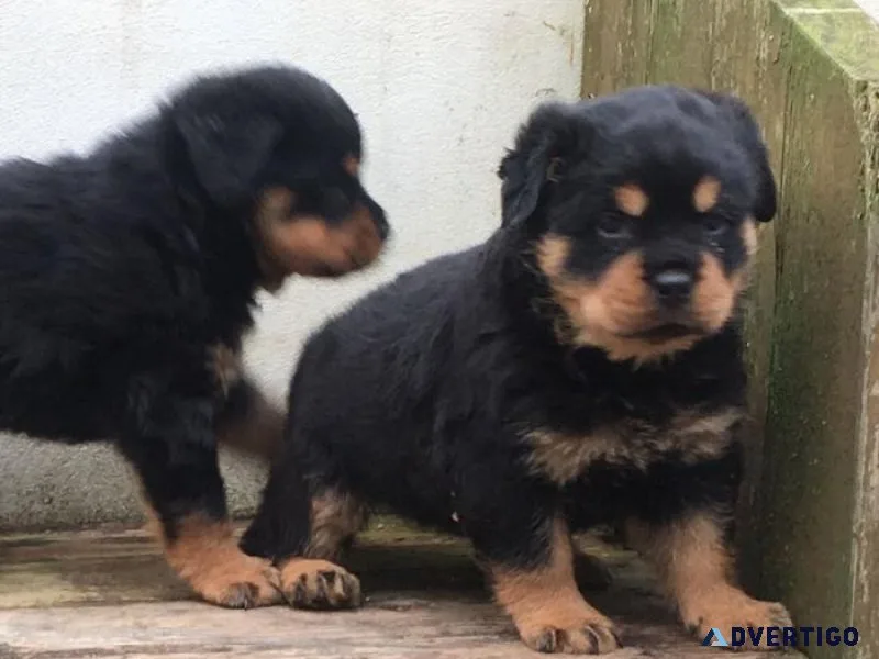 Gut erzogene rottweiler welpen