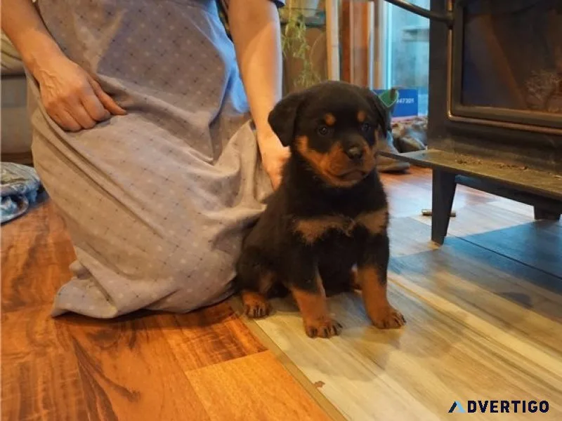 Wunderschöne rottweilerwelpen ok