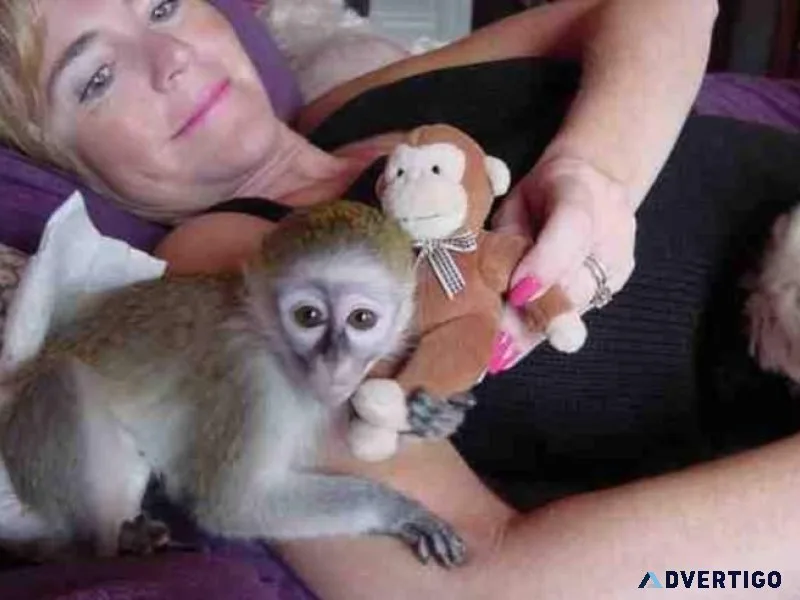 Nice and healthy capuchin monkeys available