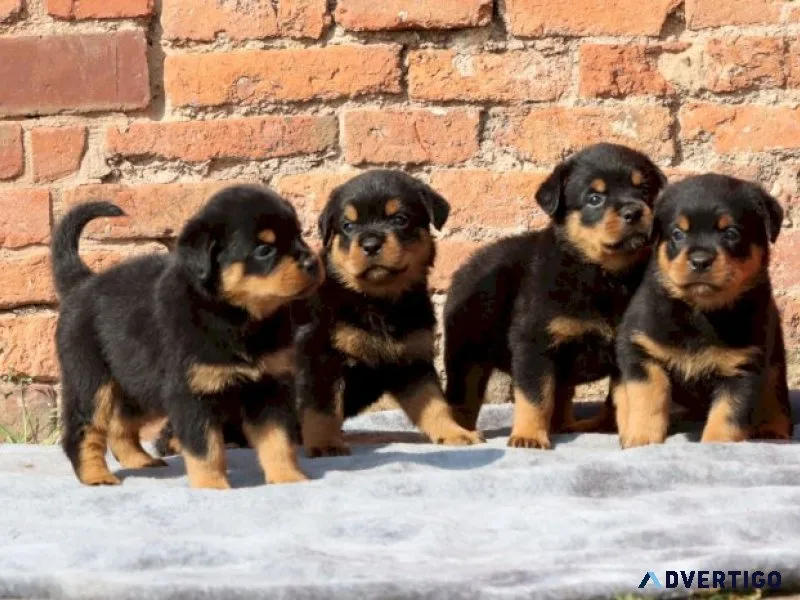 Rottweiler puppies for sale