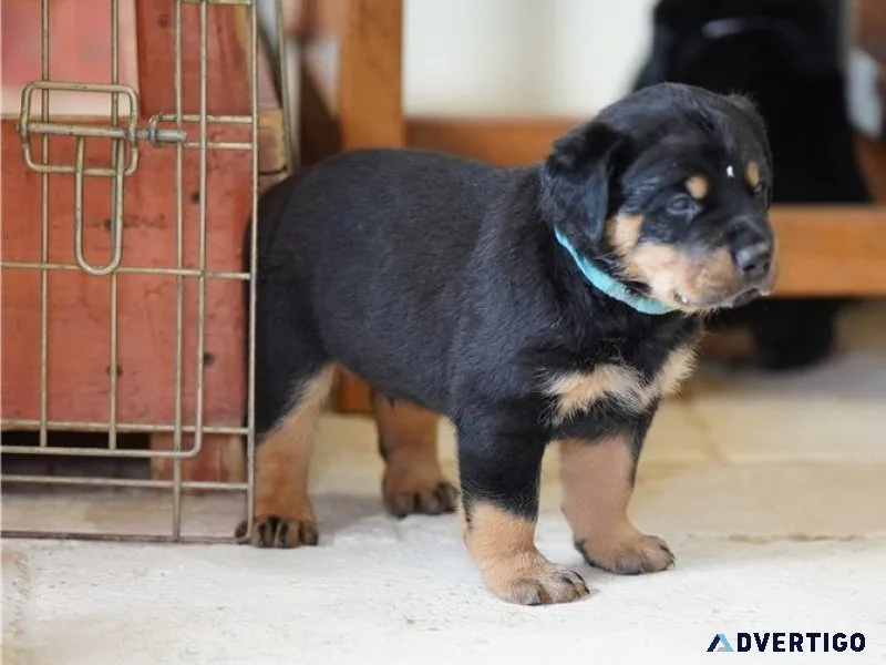 Rottweilerwelpen suchen liebevolles zuhause