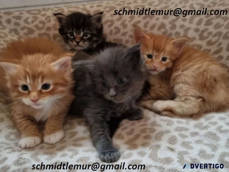 Purebred maine coon kittens for rehoming