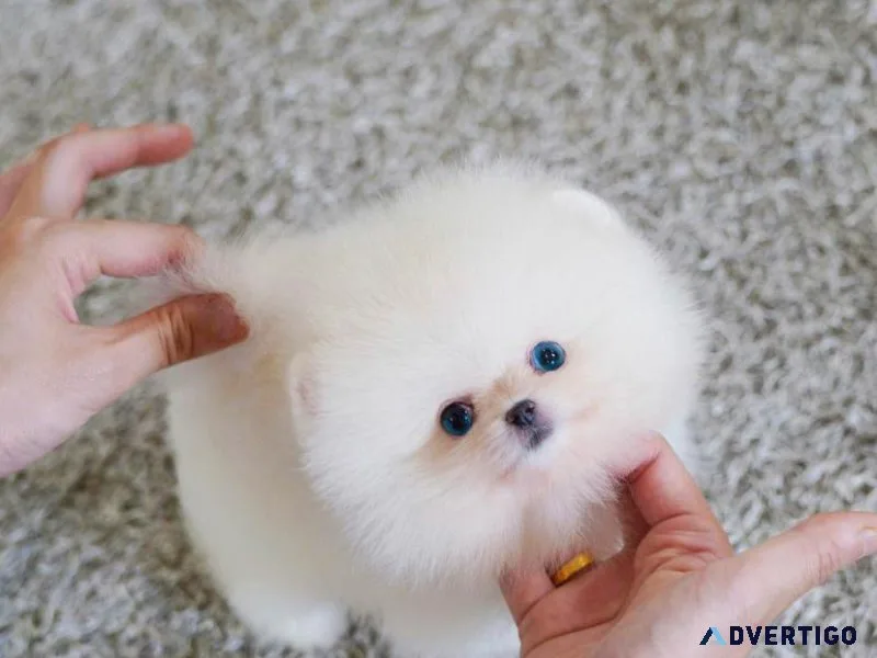 Beautiful teacup pomeranian puppy