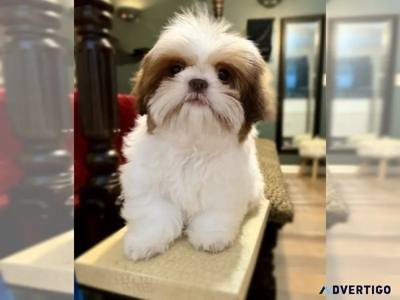 Maltipoo for adoption