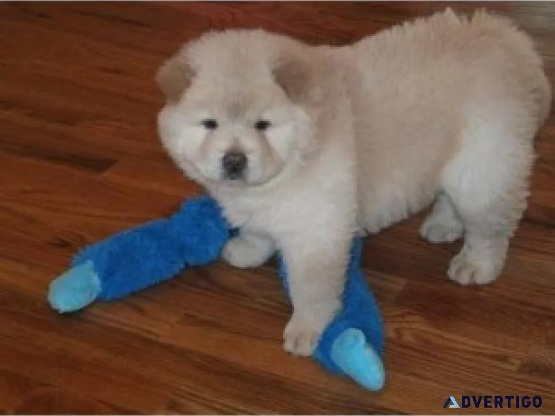 Cute chow chow puppy