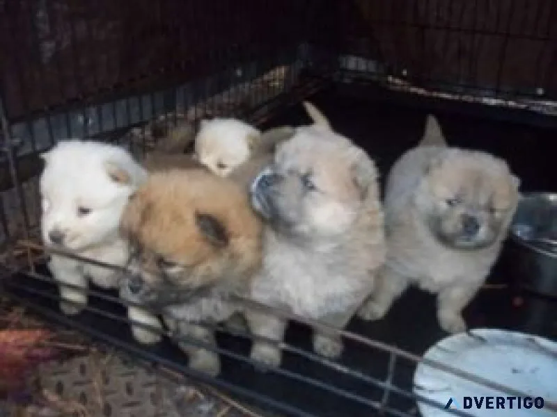Chow chow puppies