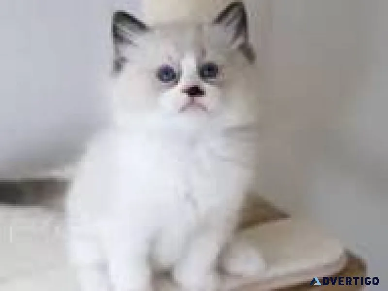 Ragdoll kittens for adoption
