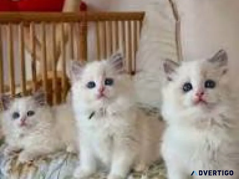 Ragdoll kittens for adoption