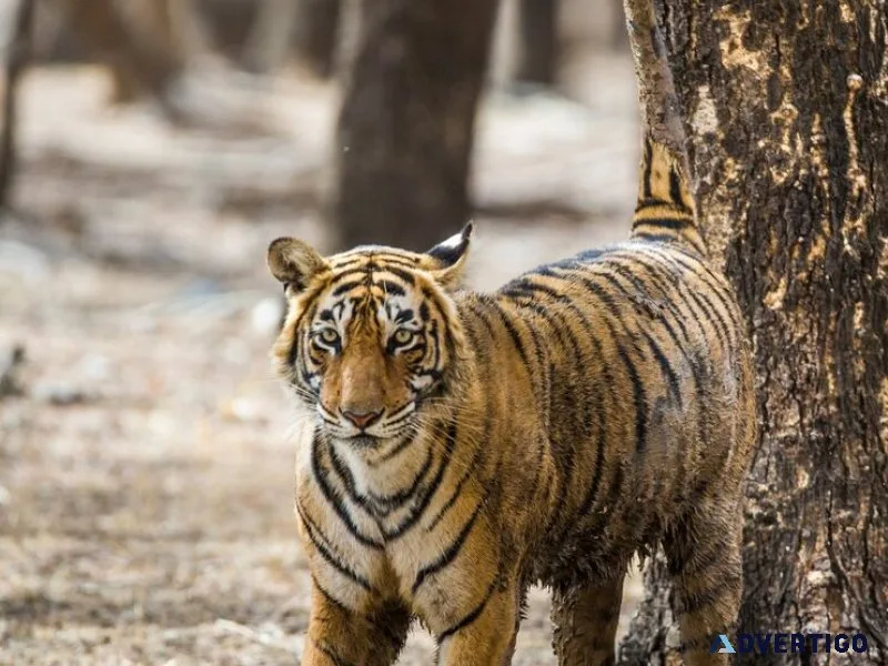 Wildlife safari experience in ranthambore best tiger spotting