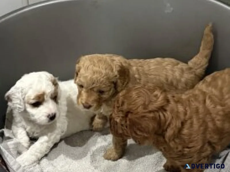 Cavapoo puppies for sale